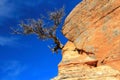 Zion National Park, Small Tree growing out of Crack in Layered Sandstone on Angels Landing, Southwest Desert, Utah, USA