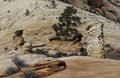 Zion National Park white and yellow sandstone formations Royalty Free Stock Photo