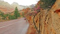 Zion Park - Roadside Bloom Royalty Free Stock Photo