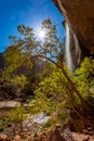 Zion Waterfall Royalty Free Stock Photo