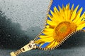 Zip for conceptual weather change transition season from cold and rain to summer sunflower