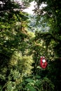 Ziplining in rain forest Royalty Free Stock Photo