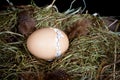 Zipping egg shell Royalty Free Stock Photo