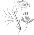 Zira stem with seeds and flowers vector illustration