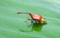 Ziraffe weevil Royalty Free Stock Photo