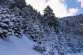 Ziria mountain fir trees covered with snow on a winter day, South Peloponnese, Greece