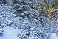 Ziria mountain fir trees covered with snow on a winter day, South Peloponnese, Greece