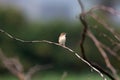 Zitting cisticola