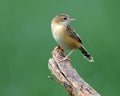 Zitting cisticola