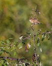 Zitting Cisticola on blackberry