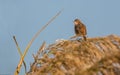 Zitting Cisticola on canes flowers