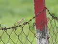 Zitting Cisticola with Catch