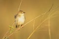 Zitting cisticola with catchlight on dry branch Royalty Free Stock Photo