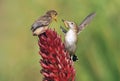 Zitting Cisticola.