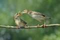 Zitting Cisticola.