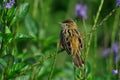 Zitting Cisticola