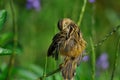 Zitting Cisticola