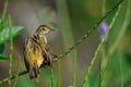 Zitting Cisticola