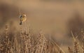 Zitting Cisticola on dry bush