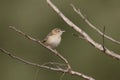 Zitting cisticola or fan-tailed warbler, Cisticola juncidis