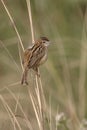 Zitting cisticola or fan-tailed warbler, Cisticola juncidis