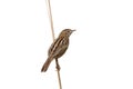 Zitting cisticola or fan-tailed warbler, Cisticola juncidis