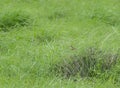 Zitting Cisticola in the Grassland