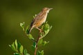 Zitting Cisticola, Cisticola juncidis, bird in the nature, Okavango dewlta in Botswana