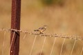 Zitting cisticola, Cisticola juncidis, at a fence Royalty Free Stock Photo