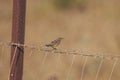 Zitting cisticola, Cisticola juncidis, at a fence Royalty Free Stock Photo