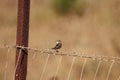 Zitting cisticola, Cisticola juncidis, at a fence Royalty Free Stock Photo