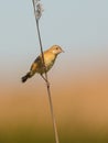 Zitting Cisticola perching on reed