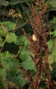 Zitting Cisticola on red bush