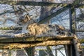 Ziva and Nuri majestic Snow Leopards at Howletts Zoo