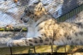 Ziva and Nuri majestic Snow Leopards at Howletts Zoo