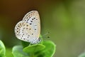 Zizeeria maha okinawana small butterfly