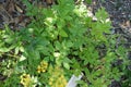 Zizia aurea, golden alexanders, golden zizia