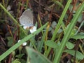 Zizina labradus, Beautiful Tiny Grass Blue Butterfly on the Grass Flower Royalty Free Stock Photo