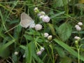 Zizina labradus, Beautiful Tiny Grass Blue Butterfly on the Flower Royalty Free Stock Photo