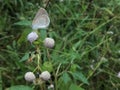 Zizina labradus, Besutiful Tiny Grass Blue Butterfly on the Flower Royalty Free Stock Photo