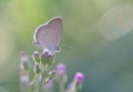 Zizina otis sangra Moore, 1865 , A butterfly perched on a pinkish white flower bud in nature against a blurry background Royalty Free Stock Photo