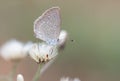 Zizina otis sangra Moore, 1865 , A gray butterfly on a grass blooming in nature against a blurred background