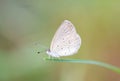 Zizina otis sangra Moore, 1865 , Lesser Grass Blue , Butterflies lie on grass in the backyard with a fuzzy background