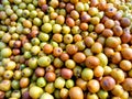 Ziziphus mauritiana, also known as Ber, Chinee Apple, Jujube, Indian plum and Masau is a tropical fruit tree species belonging to Royalty Free Stock Photo