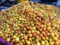 Ziziphus mauritiana, also known as Ber, Chinee Apple, Jujube, Indian plum and Masau is a tropical fruit tree species belonging to Royalty Free Stock Photo