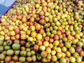 Ziziphus mauritiana, also known as Ber, Chinee Apple, Jujube, Indian plum and Masau is a tropical fruit tree species belonging to Royalty Free Stock Photo