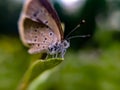 Zizula hylax, the Gaika blue or tiny grass blue is a species of blue butterfly.