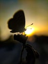 Zizula hylax, the Gaika blue or tiny grass blue is a species of blue butterfly. sun and sunlight