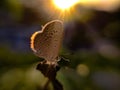 Zizula hylax, the Gaika blue or tiny grass blue is a species of blue butterfly. sun and sunlight