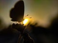 Zizula hylax, the Gaika blue or tiny grass blue is a species of blue butterfly. sun and sunlight